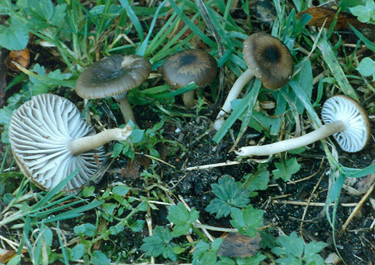 Hygrophorus recurvatus